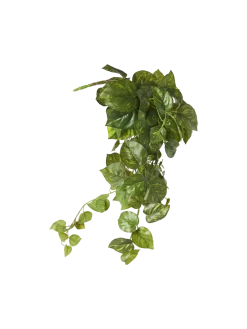 New Søstrene Grene Schweiz Künstlicher Pothos Moss Green