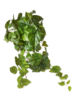 New Søstrene Grene Schweiz Künstlicher Pothos Moss Green