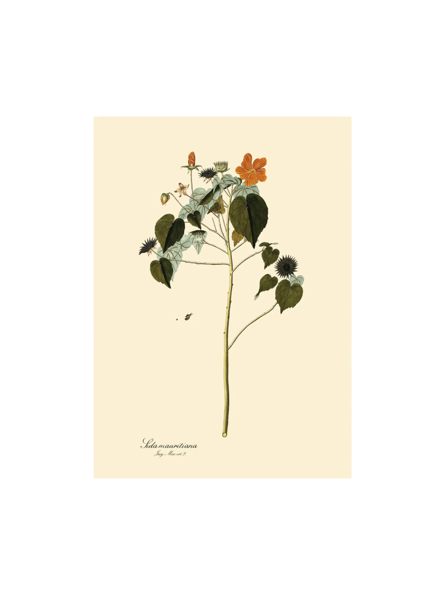 New Søstrene Grene Schweiz Poster A3 Multi