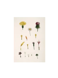 Sale Søstrene Grene Schweiz Poster A3 Multi