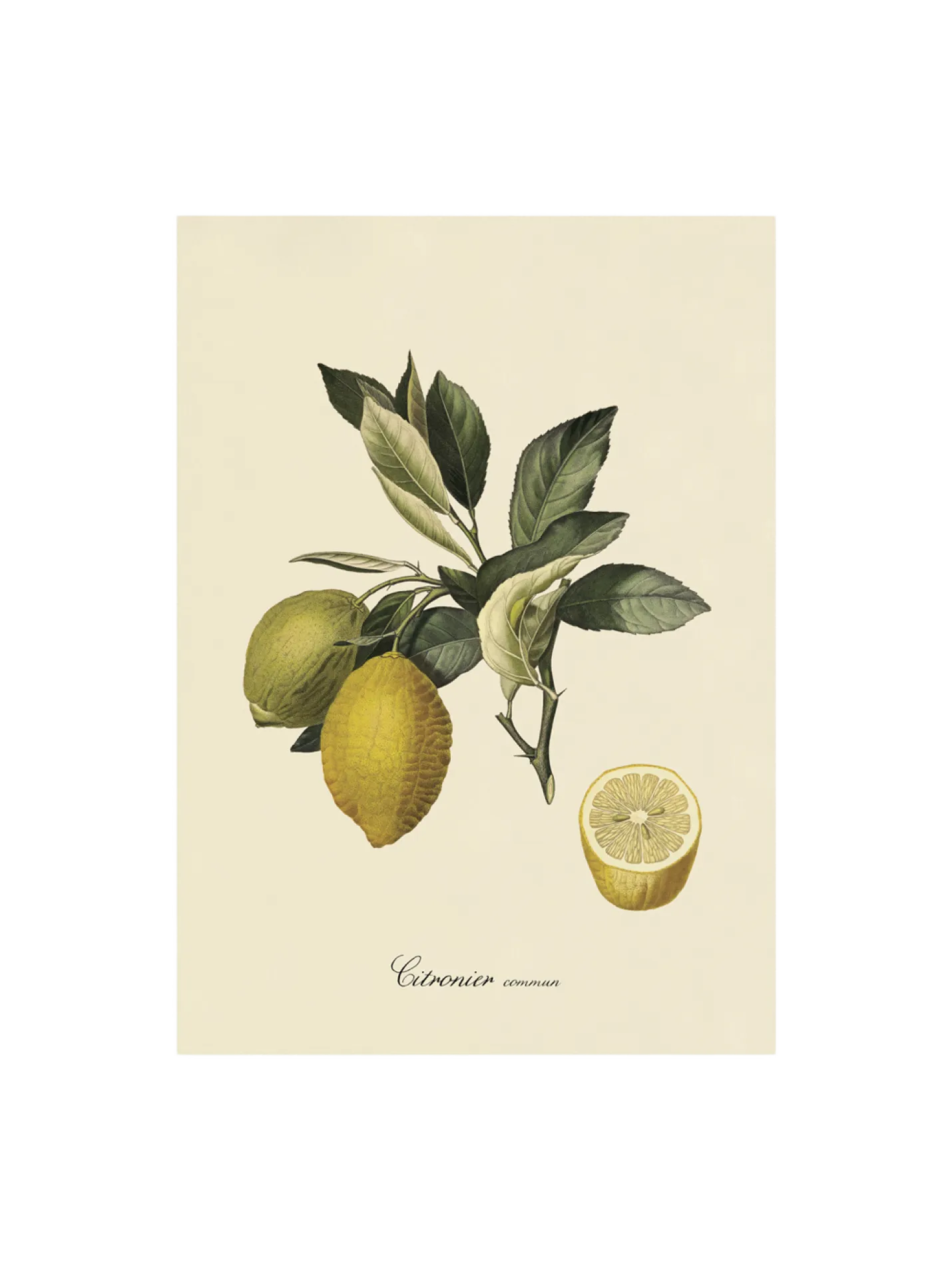 Discount Søstrene Grene Schweiz Poster 50 X 70 Multi